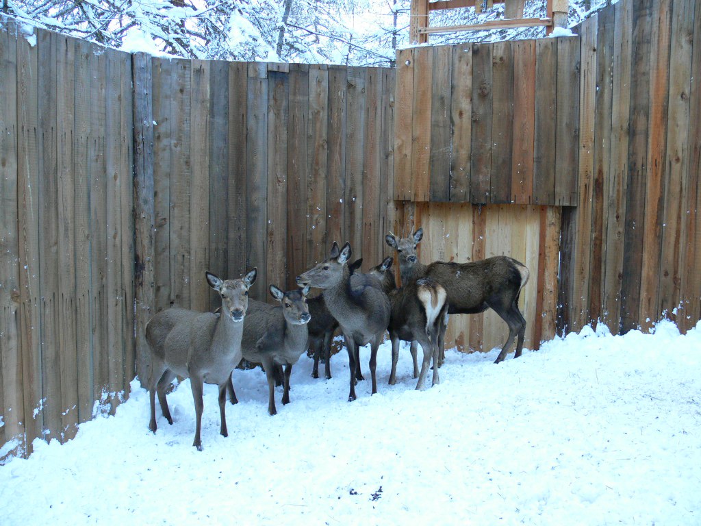 PASSIONE PER IL CERVO